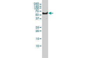 Western Blotting (WB) image for anti-Polo-Like Kinase 1 (PLK1) (AA 1-603) antibody (ABIN562276)
