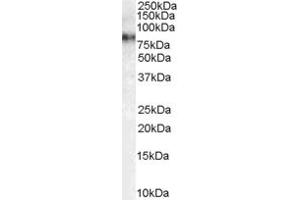 ABIN185640 (1 ug/ml) staining of HeLa cell lysate (35 ug protein in RIPA buffer). (MAP3K7 抗体  (Internal Region))
