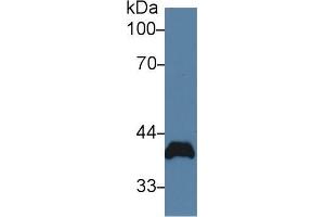 Western blot analysis of Rat Heart lysate, using Rat PVR Antibody (2 µg/ml) and HRP-conjugated Goat Anti-Rabbit antibody ( (Poliovirus Receptor 抗体  (AA 22-255))