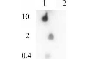Histone H4ac (pan-acetyl) antibody (pAb) tested by dot blot analysis.