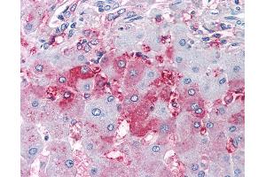 Anti-DUSP26 antibody IHC of human liver. (DUSP26 抗体  (Internal Region))