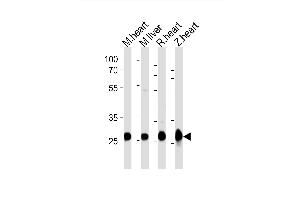 Western blot analysis of lysates from mouse heart, mouse liver, rat heart, zebra fish heart tissue lysate (from left to right), using (DANRE) sdhb Antibody Azb18722a. (SDHB 抗体  (AA 147-182))