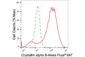 Flow cytometric analysis of crystallin alpha B expression in H9c2 cells using crystallin alpha B antibody (ABIN7798168), 1:2,000). (Recombinant CRYAB 抗体)