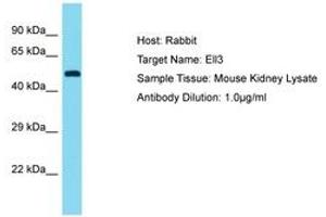 Image no. 1 for anti-Elongation Factor RNA Polymerase II-Like 3 (ELL3) (C-Term) antibody (ABIN6750477) (ELL3 抗体  (C-Term))