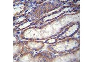 FOXA2 antibody immunohistochemistry analysis in formalin fixed and paraffin embedded human kidney tissue. (FOXA2 抗体  (AA 380-407))