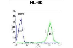 Flow Cytometry (FACS) image for anti-UDP-Gal:betaGlcNAc beta 1,4 Galactosyltransferase, Polypeptide 1 (B4GALT1) antibody (ABIN3003951)