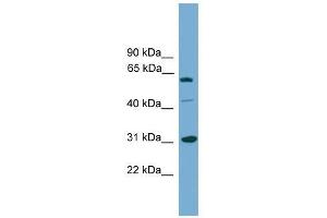 RAD1 antibody used at 0.