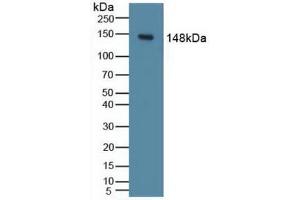 Western blot analysis of Mouse Liver Tissue. (PIK3CD 抗体  (AA 774-1044))