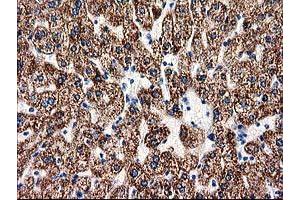 Image no. 1 for anti-Aminoacylase 3 (ACY3) antibody (ABIN1496463) (Aminoacylase 3 抗体)