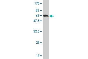 Western Blot detection against Immunogen (62. (AMBP 抗体  (AA 19-352))