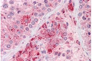 Anti-RIF1 antibody IHC staining of human testis. (RIF1 抗体  (AA 2076-2089))