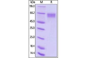 Biotinylated Human LILRA6, His,Avitag on  under reducing (R) condition. (LILRA6 Protein (AA 24-447) (His tag,AVI tag,Biotin))