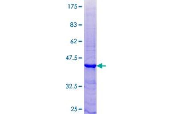 Kallikrein 15 Protein (AA 1-121) (GST tag)