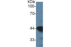 Western Blotting (WB) image for anti-Actin, Alpha, Cardiac Muscle 1 (ACTC1) (AA 156-368) antibody (ABIN7428392)