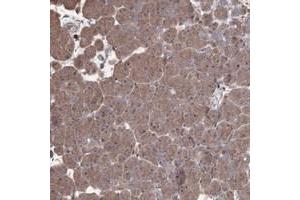 Immunohistochemical staining of human pancreas with OPTC polyclonal antibody  shows moderate cytoplasmic positivity in exocrine pancreas at 1:20-1:50 dilution. (OPTC 抗体)