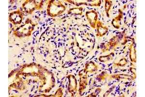 Immunohistochemistry of paraffin-embedded human kidney tissue using ABIN7152106 at dilution of 1:100 (EIF4A2 抗体  (AA 1-407))
