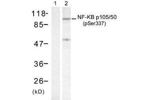 Western blot analysis of extract from HeLa cells treated with TNF-α and using NF-κB p105/p50 (phospho- Ser337) antibody (E011017). (NFKB1 抗体  (pSer337))