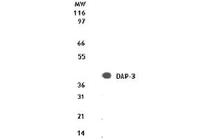 DAP-3 mAb tested by Western blot. (DAP3 抗体  (AA 51-66))