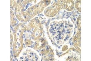 Immunohistochemistry of paraffin-embedded Rat kidney using OAZ1 Polyclonal Antibody at dilution of 1:100 (40x lens). (OAZ1 抗体)