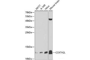 Western blot analysis of extracts of various cell lines using COX7A2L Polyclonal Antibody at dilution of 1:1000. (COX7A2L 抗体)