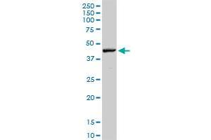 RNF135 MaxPab rabbit polyclonal antibody. (RNF135 抗体  (AA 1-210))