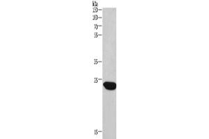 Western Blotting (WB) image for anti-Charged Multivesicular Body Protein 1A (CHMP1A) antibody (ABIN2429777) (CHMP1A 抗体)
