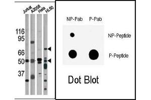 Image no. 1 for anti-Checkpoint Kinase 1 (CHEK1) (pSer317) antibody (ABIN358109)