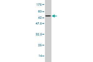 Western Blotting (WB) image for anti-Carboxypeptidase B1 (Tissue) (CPB1) (AA 14-417) antibody (ABIN514553)