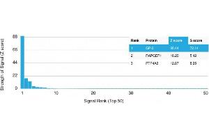 Analysis of Protein Array containing more than 19,000 full-length human proteins using GP2 Mouse Monoclonal Antibody (GP2/1712) Z- and S- Score: The Z-score represents the strength of a signal that a monoclonal antibody (Monoclonal Antibody) (in combination with a fluorescently-tagged anti-IgG secondary antibody) produces when binding to a particular protein on the HuProtTM array. (GP2 抗体  (AA 35-179))