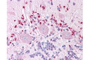 Anti-WNT7A antibody IHC of human brain, cerebellum.