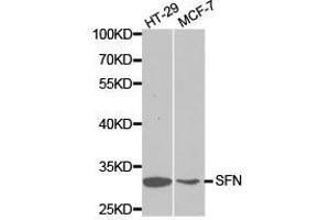 Western Blotting (WB) image for anti-Stratifin (SFN) antibody (ABIN1874751) (14-3-3 sigma/SFN 抗体)