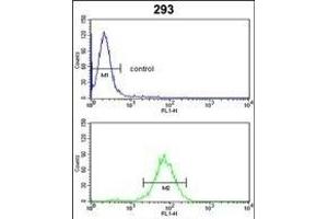 GNT Antibody (C-term) (ABIN390896 and ABIN2841103) flow cytometric analysis of 293 cells (bottom histogram) comred to a negative control cell (top histogram). (GNPAT 抗体  (C-Term))