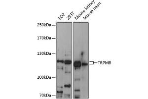 Western Blotting (WB) image for anti-Transient Receptor Potential Cation Channel, Subfamily M, Member 8 (TRPM8) (AA 880-960) antibody (ABIN6149590)
