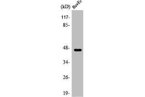 Western Blot analysis of HuvEc cells using ARP-1 Polyclonal Antibody (NR2F2 抗体  (N-Term))