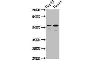 Western Blot Positive WB detected in: HepG2 whole cell lysate, Mouse heart tissue All lanes: LMAN1 antibody at 5. (LMAN1 抗体  (AA 154-329))