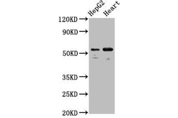 LMAN1 Antikörper  (AA 154-329)
