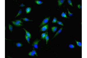 Immunofluorescent analysis of Hela cells using ABIN7159861 at dilution of 1:100 and Alexa Fluor 488-congugated AffiniPure Goat Anti-Rabbit IgG(H+L) (Fission 1 抗体  (AA 1-122))