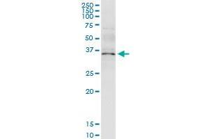 Immunoprecipitation of ANXA5 transfected lysate using rabbit polyclonal anti-ANXA5 and Protein A Magnetic Bead (ANXA5 (人) IP-WB Antibody Pair)