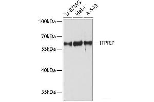 Western blot analysis of extracts of various cell lines using ITPRIP Polyclonal Antibody at dilution of 1:3000. (ITPRIP 抗体)