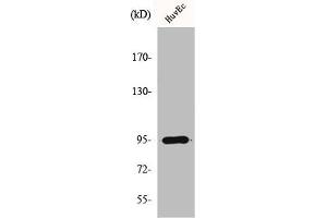 Western Blot analysis of A549 cells using HURP Polyclonal Antibody (DLGAP5 抗体  (C-Term))