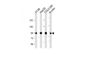 All lanes : Anti-Villin-1 Antibody (N-term) at 1:2000 dilution Lane 1: HT-29 whole cell lysate Lane 2: HepG2 whole cell lysate Lane 3: COLO 205 whole cell lysate Lane 4: Mouse colon lysate Lysates/proteins at 20 μg per lane. (Villin 1 抗体  (N-Term))