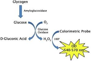 Glycogen Assay Principle