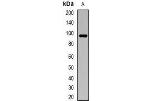 Western blot analysis of ATG9A expression in HT29 (A) whole cell lysates. (ATG9A 抗体)