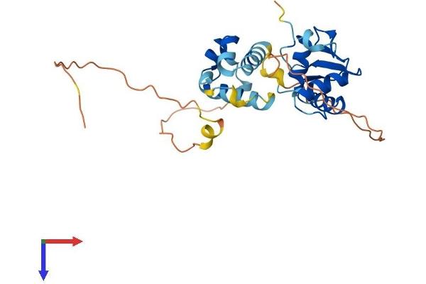 ELF5 Protein (AA 1-265) (His tag)