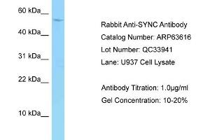 Western Blotting (WB) image for anti-Syncoilin (Sync) (C-Term) antibody (ABIN2789566)