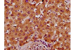 IHC image of ABIN7164796 diluted at 1:400 and staining in paraffin-embedded human liver tissue performed on a Leica BondTM system. (PREPL 抗体  (AA 604-699))