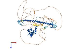 BACH1 Protein (AA 1-739) (His tag)