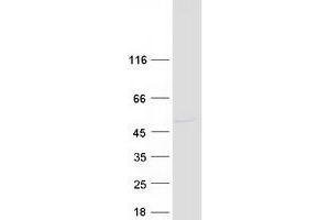 Western Blotting (WB) image for RNA Binding Motif, Single Stranded Interacting Protein 2 (RBMS2) protein (Myc-DYKDDDDK Tag) (ABIN2730630)