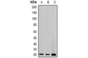 Western Blotting (WB) image for anti-Centrin, EF-Hand Protein, 2 (CETN2) (full length) antibody (ABIN6005128)