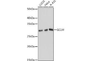 Western blot analysis of extracts of various cell lines, using GCLM antibody (ABIN7267425) at 1:1000 dilution. (GCLM 抗体)